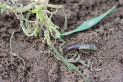 Styczeń 2020: oziminy nie śpią. Szkodniki też nie