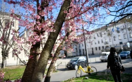 Ciepła zima: czy będziemy uprawiać w Polsce rośliny śródziemnomorskie?