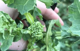 Kondycja rzepaku na początku wiosny