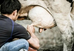 Podczas kwarantanny rolnik może opiekować się zwierzętami