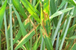 Problemy z mączniakiem i septoriozami. Jak to sprawdzić?