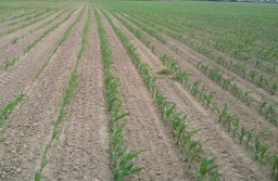 Strategia odchwaszczania kukurydzy