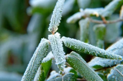 Przymrozki wiosenne - pomocy nie będzie?
