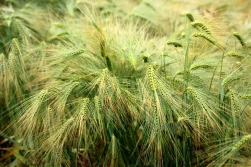 IUNG: susza jest już tylko na zachodzie Polski