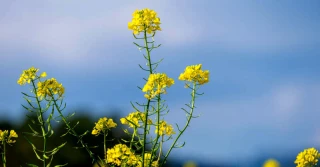 COBORU: Rzepaki ozime 2020