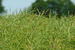 Współczesne trendy w uprawie rzepaku