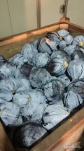 Sprzedam kapustę czerwoną kaliber 1-3kg opakowanie karton box ilości tirowe towar z chłodni 