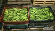 Sprzedam ogórek polny atomic w skrzynkach po 20kg, ilości 300-1000kg dziennie, odbiór Grójec.