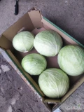 Sprzedam kapustę białą kaliber od 1do 4