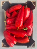 Sprzedam paprykę słodką spiczastą Ramiro 850-900 kilogramów.