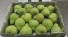 Witam oferuję gruszkę Packham, opakowanie bushel 12.5 kg, ilości paletowe.
