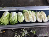 Sprzedam kapustę pekińska czysta w środku zdrowa bez tipburna  