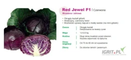 Red Jewel F1 nasiona kapusty czerwonej firmy SAKATA oferuje GEPWEG dystrybutor nasion. Dostawa gratis.Płatność przy odbiorze. Szukasz...