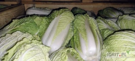 Witam. Sprzedam kapustę pekinka. Bez robaka i zgnielizny . Ładna zdrowa bez uszkodzeń. Waga od 0.6.do 2kg. Aktualnie kapusta schładzana...