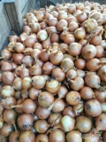 Sprzedam cebulę żółta kaliber 4-5/5-7/7+ worek 10/15 kg bigbag luz ilości tirowe i paletowe Cebula fazorowana 