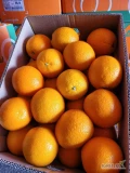 Do sprzedania ilości hurtowe pomarańczy egipskich, odmiana Valencia, kaliber 56. Średnia waga netto- 15 kg. Dostępna ilość 360 op....