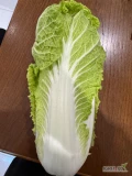 Sprzedam kapustę pekińską odmiana mirako z tuneli.Kaliber 0.8-1.2kg w dowolne opakowania,świeżo cięta.