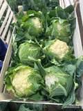 Sprzedam kalafior 6 ilość 33 palety z chłodni 