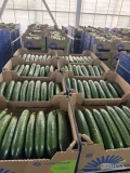 Продаем огурец оптом