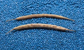 Rzepak – jaką odmianę wybrać?