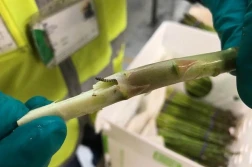 PIORiN: to może być nowy szkodnik warzyw