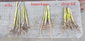 IOR: Różne metody uprawy rzepaku – jakie przynoszą efekty?