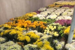 Są warunki pomocy. 20 złotych za doniczkę chryzantem. Pośpiech wskazany