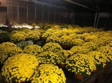 Pomoc dla producentów chryzantem. Komunikat był... i już go nie ma