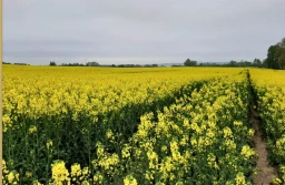 KZPRiRB: więcej optymizmu w kontraktach na rzepak z nowych zbiorów