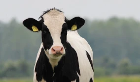 Ponad 2700 sztuk bydła mlecznego w ogniskach pryszczycy na Słowacji