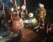 Strażacy postawili klacz na nogi