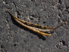 Parlament Europejski zatwierdził dostęp ukraińskich nasion słonecznika, rzepaku, soi i buraków do rynku UE