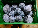 Sprzedam kapustę czerwona jakość marekotowa  z nalotem 1-2.5 kg  ok 15-20 ton opakowanie do uzgodnienia faktura VAT więcej informacji...
