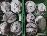Sprzedam kapustę czerwona Kal 2-3 kg
