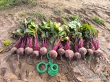 Sprzedam buraczek czerwony ilość 2ha
