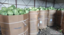 Kupię kapustę białą Kaliber 1kg -4 kg w karton boks ilości tirowe płatne na załadunku 