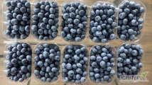 Sprzedam borówkę luz lub pakowana 
