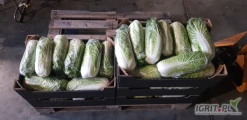 Sprzedam kapustę pekinska z chłodni. Zdrowa w środku. Waga od 0.5 do 1.8kg