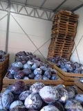 Witam sprzedam kapustę czerwoną kaliber  od 1- 2,5 kg, oraz od 2 - 3,5 kg idealna na market opakowanie do uzgodnienia ilości tirowe.