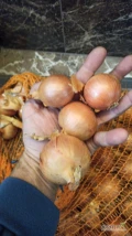 Kupię cebule żółtą na worek kaliber 4-7
