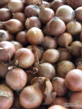 Sprzedam cebulę pakowana w worki 10 kg. ładna jasna łuska.  Szybkie wykonanie zamówień.