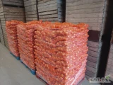 Sprzedam cebulę fazerowaną, kalibrowaną, pakowaną w worek szyty 10, 15 kg. Opakowanie i kaliber do uzgodnienia. Ilości tirowe i...