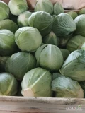 Sprzedam kapustę białą marketowa odmiany zimowe przechowalnicze kaliber 1-3,5kg