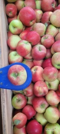 Sprzedam Jabłka odmiany Sisi Red za wagę w skrzyni ok. 65 skrzyniopalet. 
