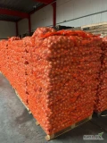 Sprzedam cebulę 50/70. Worek 10 kg. Ilości paletowe i samochodowe.