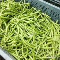 Sprzedam fasolę zieloną paulistę pierwsze rwanie około 600 kg