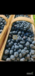 Szukam borówki amerykańskiej grubej. Dziennie 900kg
