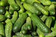 Kupię ogórki 9-12 cm oraz 12+
