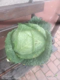 Sprzedam kapustę włoską na biało..gruba..ovasa....
