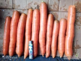 Sprzedam marchew odmiany Allyance. Ładna, zdrowa,bez wżerów i zgnitych korzeni. Na brudno bądź mytą.